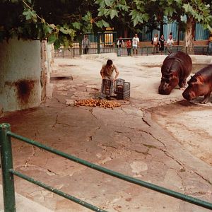 Lisbon Zoo 1997 - Common Hippopotamus feeding
