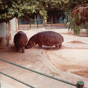 Lisbon Zoo 1997 - Common Hippopotamus feeding