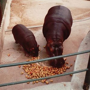 Lisbon Zoo 1997 - Common Hippopotamus and calf feeding