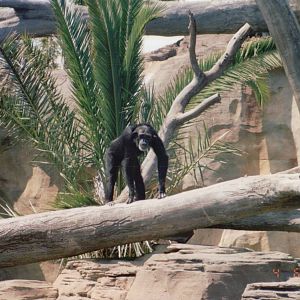 Fuengirola Zoo 2001 - Chimpanzee