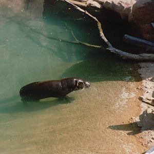 Fuengirola Zoo 2001 - Pigmy Hippopotamus in the Mandrill exhibit