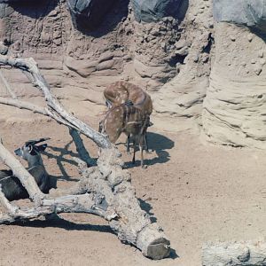 Fuengirola Zoo 2001 - Part of the Sitatunga exhibit