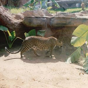 Fuengirola Zoo 2001 - Sri Lankan Leopard