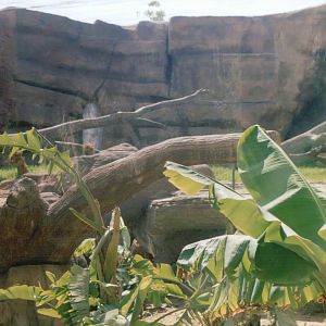 Fuengirola Zoo 2001 - Part of the Sri Lankan Leopard exhibit