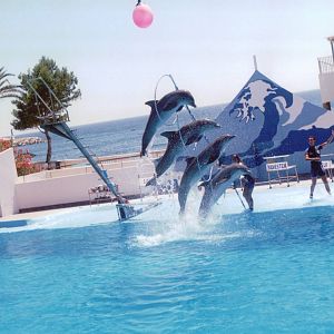 Marineland Mallorca 1993 - Dolphin Show