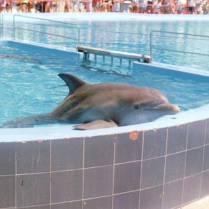 Marineland Mallorca 1993 - Dolphin Show
