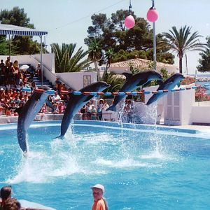 Marineland Mallorca 1993 - Dolphin Show