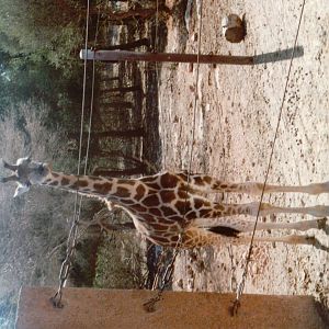 Auto Safari Zoo 1993 - Giraffe calf