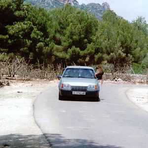 Auto Safari Zoo 1993 - Baboon checks for delicacies in a passing car