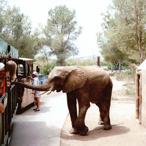Auto Safari Zoo 1993 - Young elephant inspects the zoo train upon exiting t