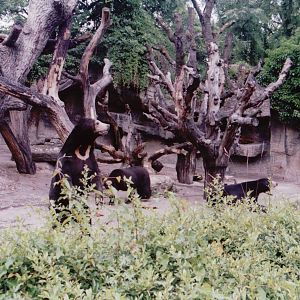Basel Zoo 1999 - Front of the Malayan Sun Bear exhibit
