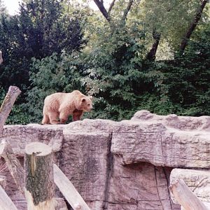 Basel Zoo 1999 - Brown Bear