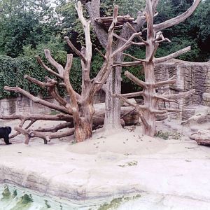 Basel Zoo 1999 - Spectacled Bear exhibit