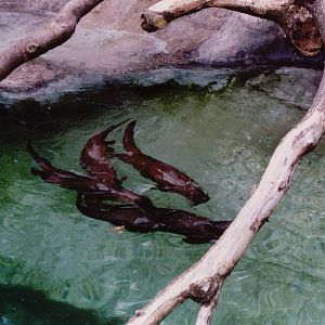 Basel Zoo 1999 - Otters in the former Polar Bear exhibit