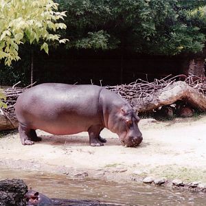 Basel Zoo 1999 - Common Hippopotamus