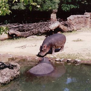 Basel Zoo 1999 - Common Hippopotamus calf