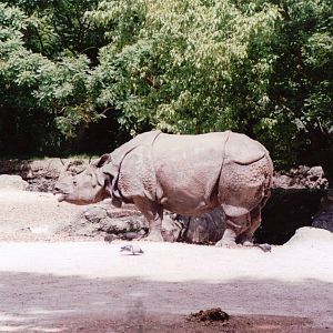 Basel Zoo 1999 - Indian Rhinoceros