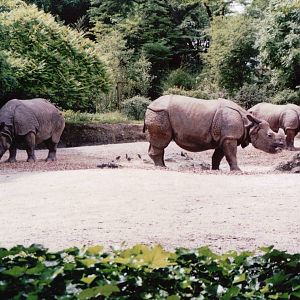 Basel Zoo 1999 - Part of the Indian Rhinoceros exhibit