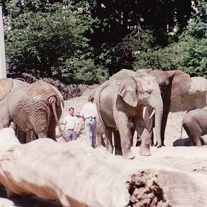Basel Zoo 1999 - Keepers with African Elephants
