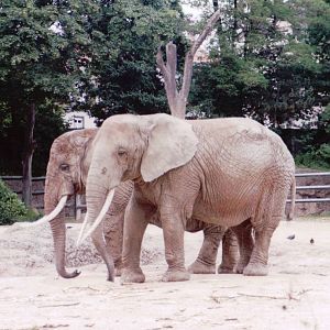 Basel Zoo 1999 - African Elephants