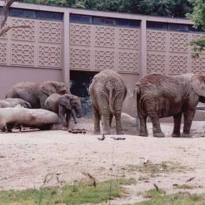 Basel Zoo 1999 - Part of the African Elephant exhibit