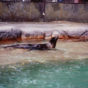 Basel Zoo 1999 - California Sea Lion