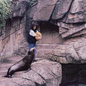 Basel Zoo 1999 - California Sea Lion feeding