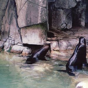Basel Zoo 1999 - California Sea Lions