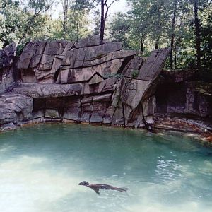 Basel Zoo 1999 - California Sea Lion exhibit