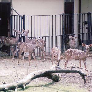 Basel Zoo 1999 - Lesser Kudu enter their exhibit for the day