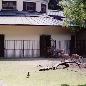 Basel Zoo 1999 - Part of the Lesser Kudu exhibit