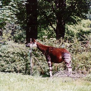Basel Zoo 1999 - Okapi