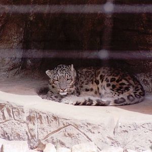 Basel Zoo 1999 - Snow Leopard