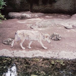 Basel Zoo 1999 - Wolf