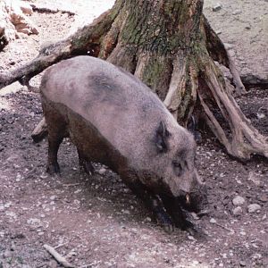 Basel Zoo 1999 - European Wild Boar