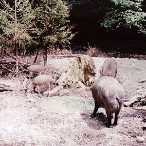 Basel Zoo 1999 - Part of the European Wild Boar exhibit