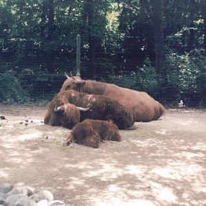 Basel Zoo 1999 - Highland Cattle