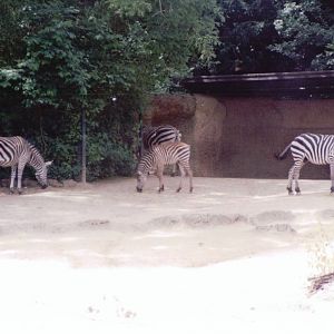 Basel Zoo 1999 - Grants Zebra