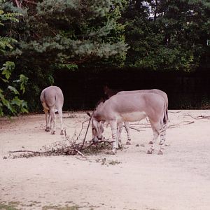 Basel Zoo 1999 - Somali Wild Ass