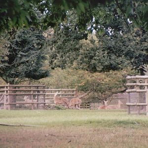 Howletts 2001 - Nilgai group in a distance