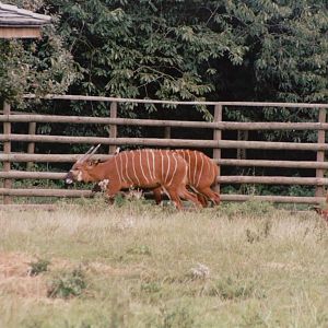 Howletts 2001 - Bongo