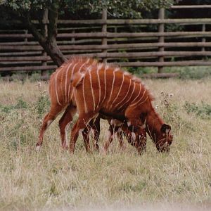 Howletts 2001 - Bongo