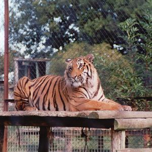Howletts 2001 - Sumatran Tiger?