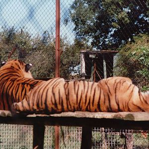 Howletts 2001 - Amur Tigers?