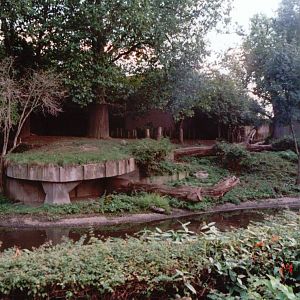 London Zoo 2001 - Asiatic Lion exhibit