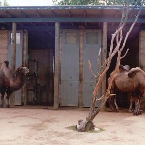 London Zoo 2001 - Part of the Bactrian Camel exhibit
