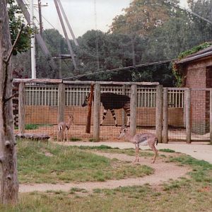 London Zoo 2001 - Okapi and Arabian Gazelles