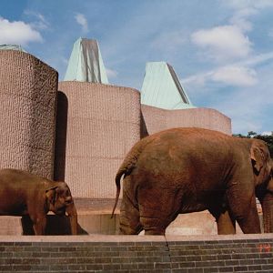 London Zoo 2001 - Asiatic Elephants at the Casson Pachyderm House