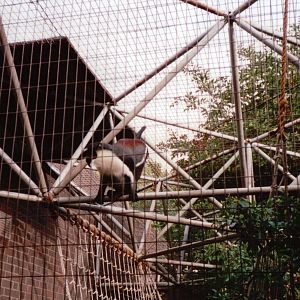 London Zoo 2001 - Diana Monkey in the Sobell Pavilions