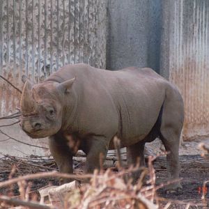 London Zoo 2001 - Black Rhinoceros at the Casson Pachyderm House